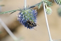 Scaeva pyrastri - A